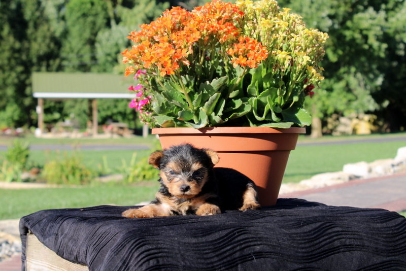 puppy, for, sale, Yorkshire Terrier, Matthew B. Stoltzfus, dog, breeder, Gap, PA, dog-breeder, puppy-for-sale, forsale, nearby, find, puppyfind, locator, puppylocator, aca